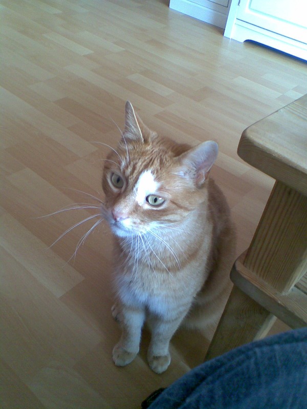 Kater Sammy schaut sich um